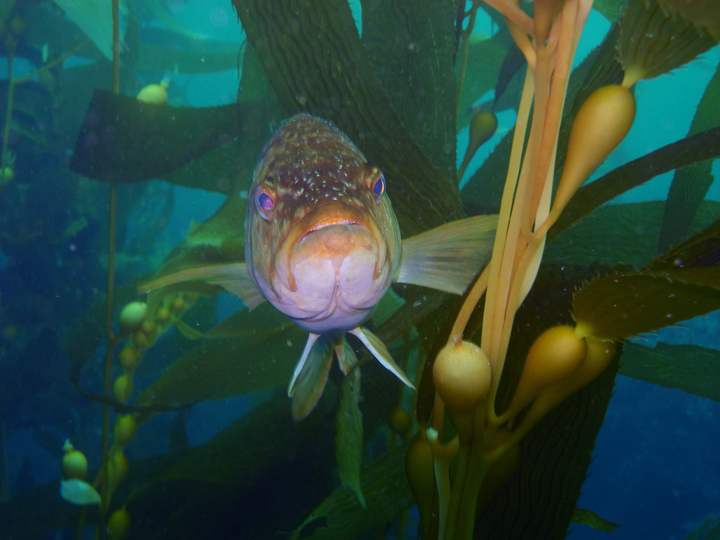 head-on close-up of fish amongst kelp stipes